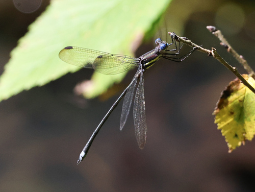 Great Spreadwing