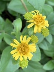 Wollastonia biflora