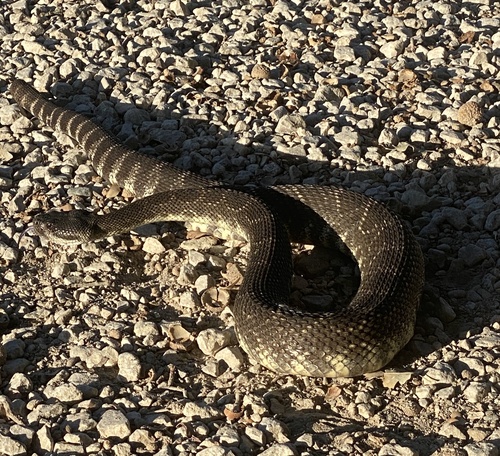 iNaturalist observation photo of Southern Pacific Rattlesnake