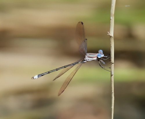 Great Spreadwing