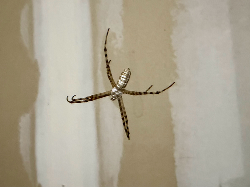 Banded Garden Spider