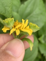 Wollastonia biflora