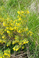 Cytisus emeriflorus