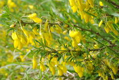 Cytisus emeriflorus