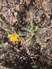 Crepis modocensis modocensis