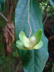 Euonymus leiophloeus