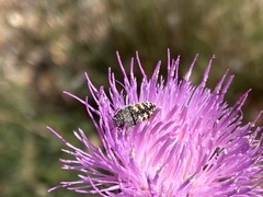 Acmaeodera bowditchi