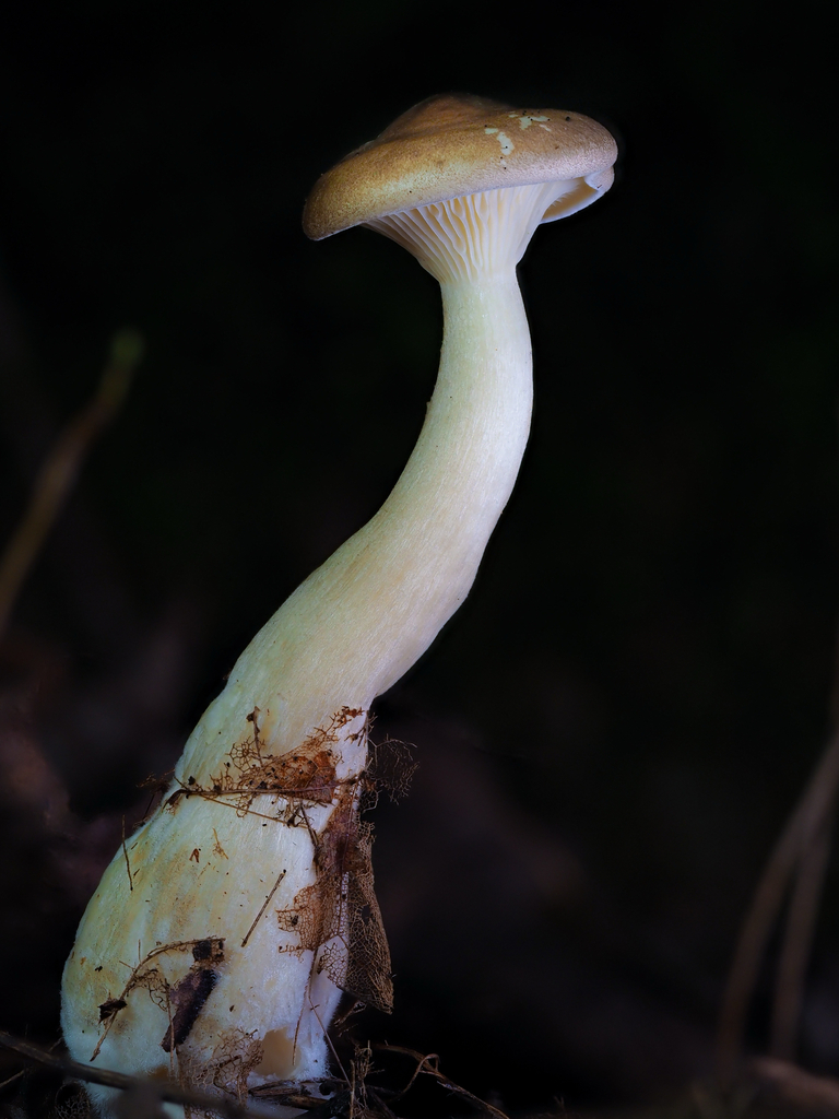 Club Foot · September 2026 · photo: Photo: (c) Em Marg, some rights reserved (CC BY) · iNaturalist