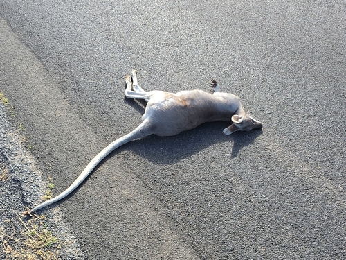 Whiptail Wallaby