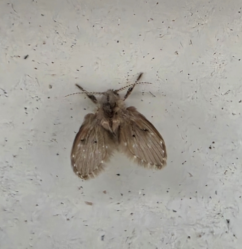 Bathroom Moth Fly