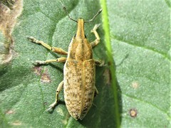 Lixus myagri