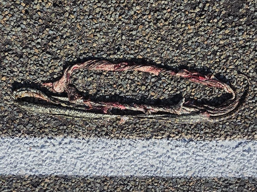 Coastal Carpet Python
