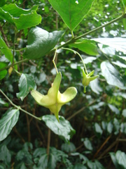 Euonymus leiophloeus