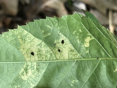 Melanocallis caryaefoliae