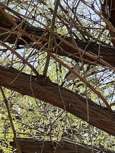 Black-tailed Gnatcatcher