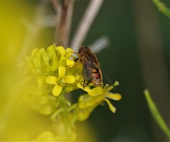 Parhelophilus laetus