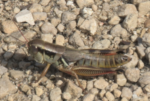 Large-headed Grasshopper