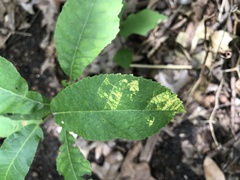 Melanocallis caryaefoliae