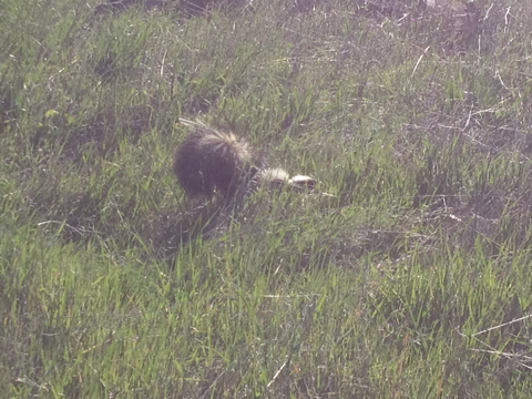 iNaturalist observation photo of Striped Skunk