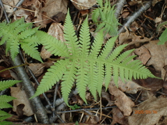 Phegopteris