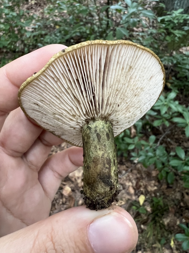 dark-spotted milkcap · September 2026 · photo: Photo: no rights reserved · iNaturalist