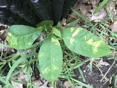 Melanocallis caryaefoliae