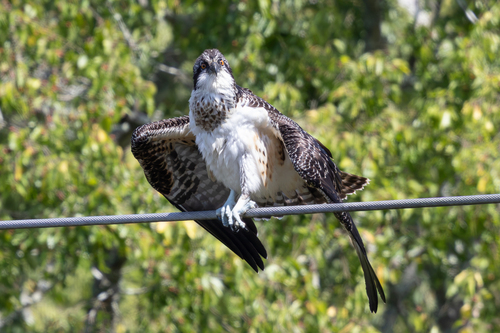 iNaturalist image