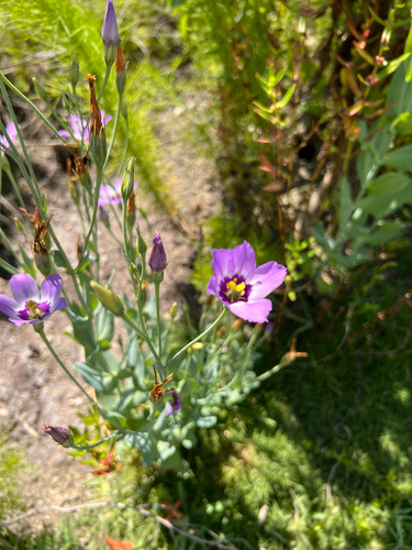 catchfly prairie gentian