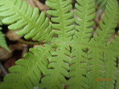 Phegopteris
