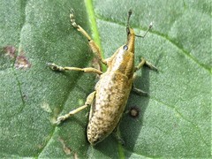 Lixus myagri