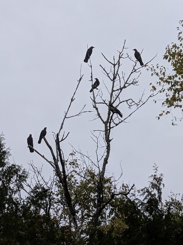 American Crow