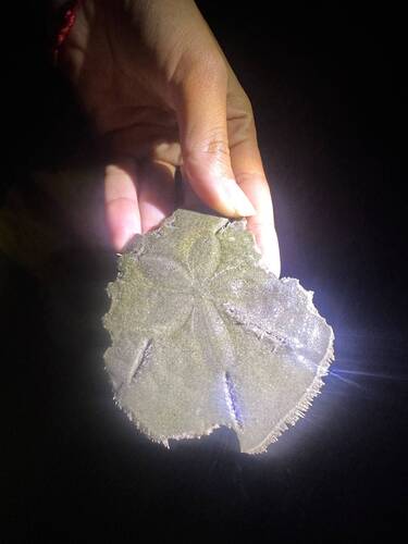 Five-slotted Sand Dollar