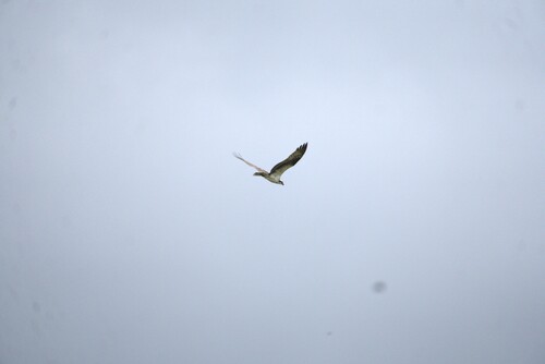 iNaturalist image