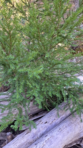Taxus brevifolia, photograph 3