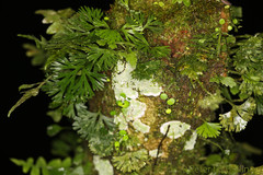 Elaphoglossum peltatum