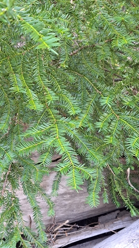 Taxus brevifolia, photograph 4