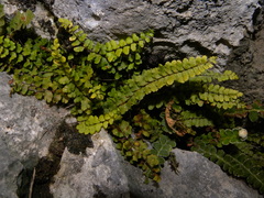 Asplenium nieschalkii