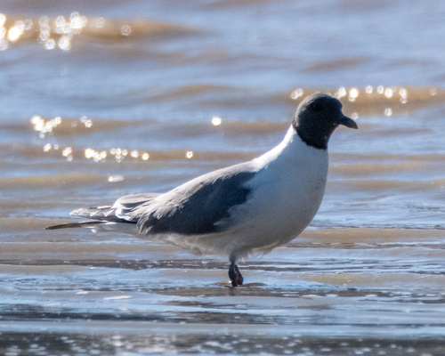 Sabine's Gull