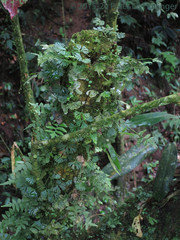 Elaphoglossum peltatum