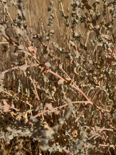 big saltbush