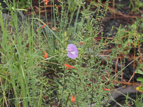 Centrosema virginianum, photograph 6