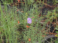 Centrosema virginianum, photograph (c) carter, some rights reserved (CC BY)