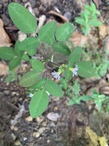 Lavender Sorrel
