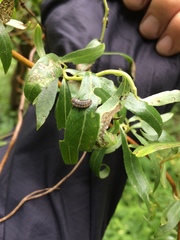 Chrysomela vigintipunctata