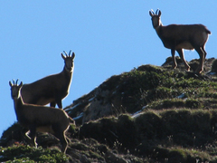 Rupicapra pyrenaica parva