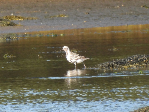 iNaturalist: (c) Allison BP, some rights reserved (CC BY-NC), uploaded by Allison BP iNaturalist image