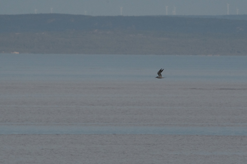iNaturalist image