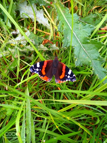 Red Admiral