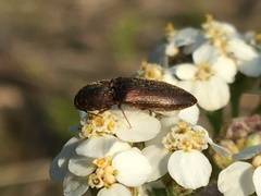 Sericus incongruus