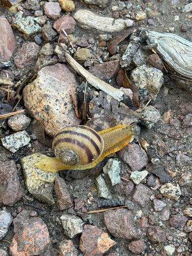 Humboldtiana